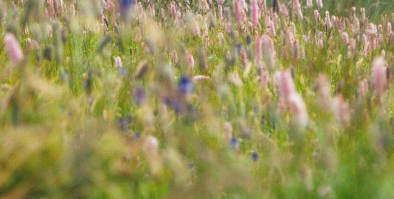 VALLATA IN FIORE