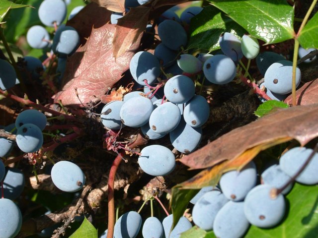 Uva