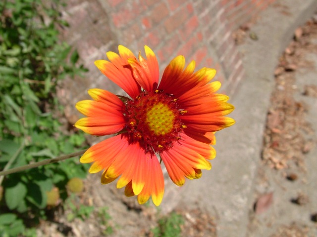 Girasole abbronzato