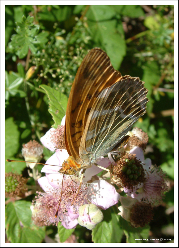 Farfallina