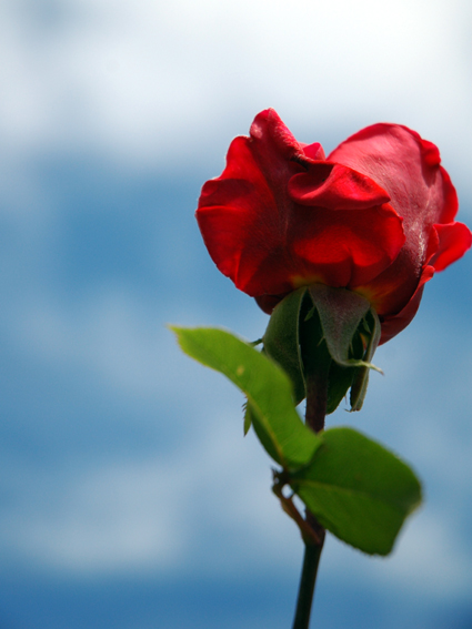 fiore nel cielo