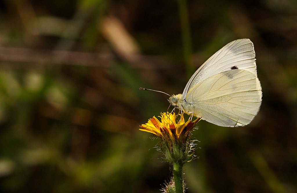 Pieride su fiore giallorosso