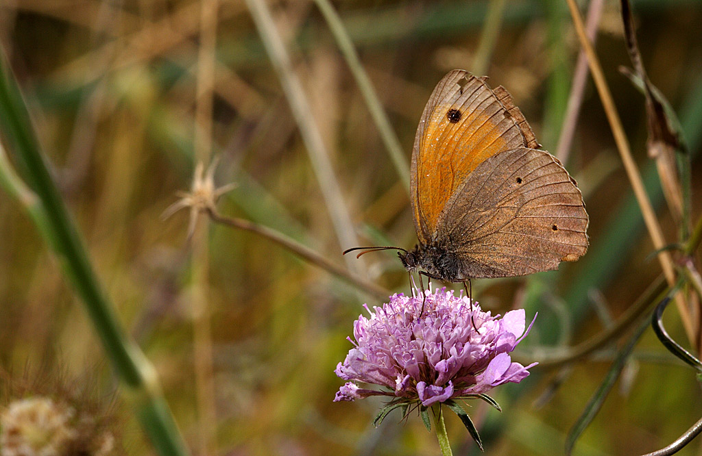 Satyridae