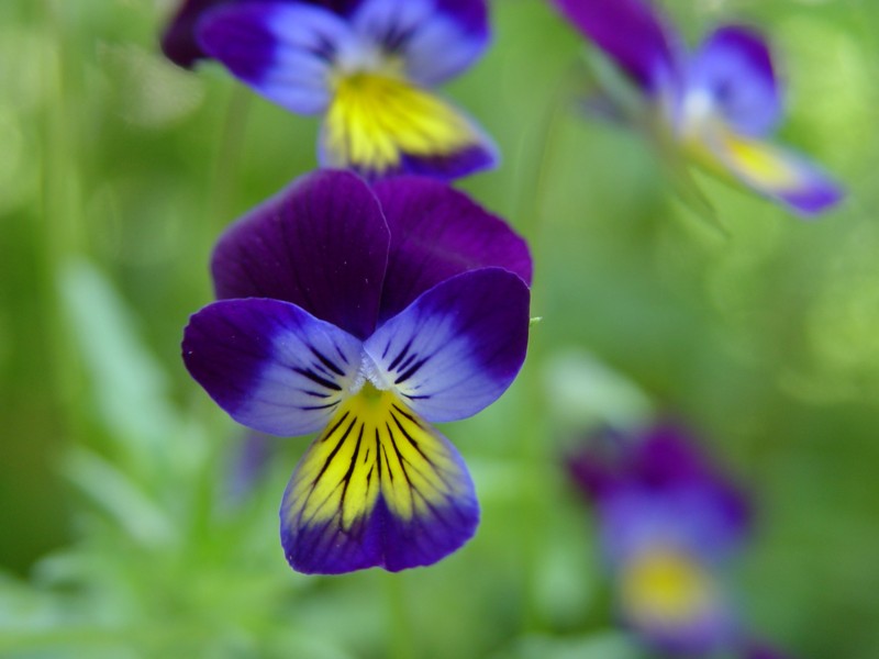 viola2