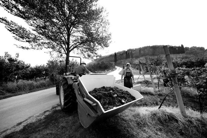 tributo alla vendemmia 015