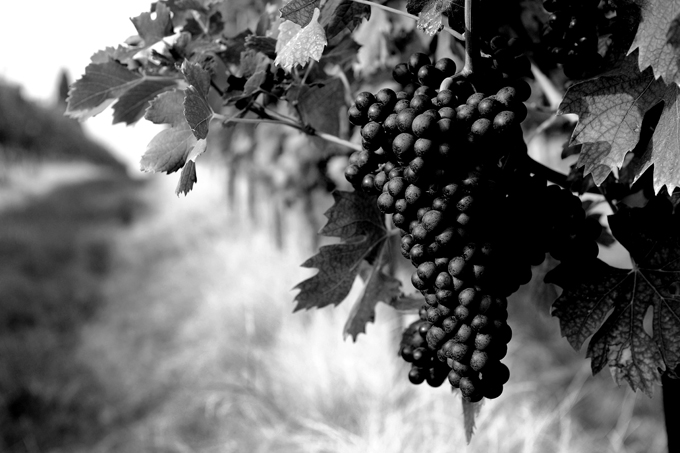 tributo alla vendemmia 013