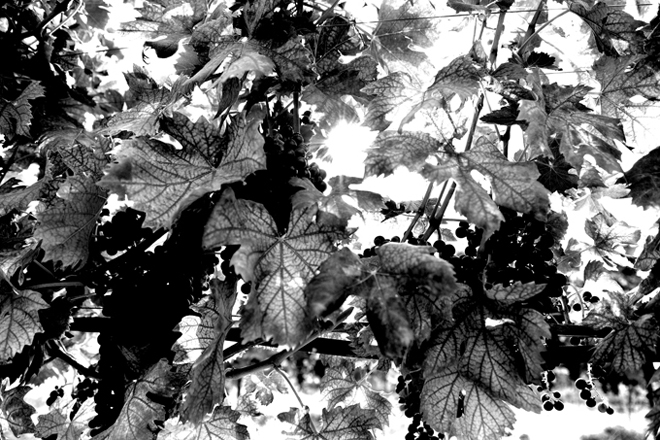 tributo alla vendemmia 012