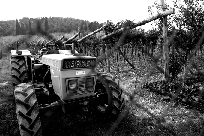 tributo alla vendemmia 03