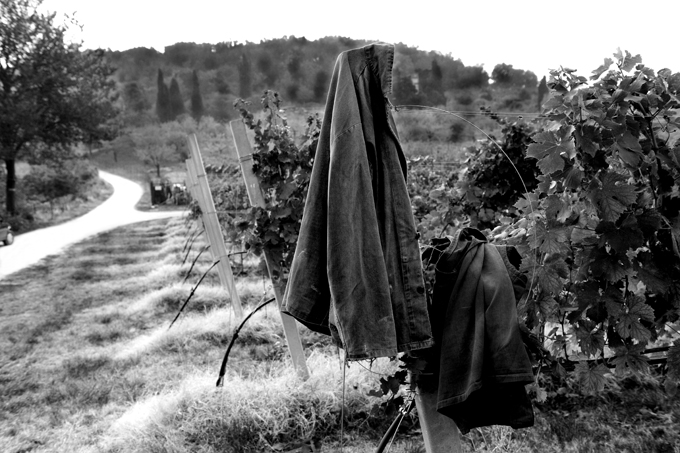tributo alla vendemmia 02