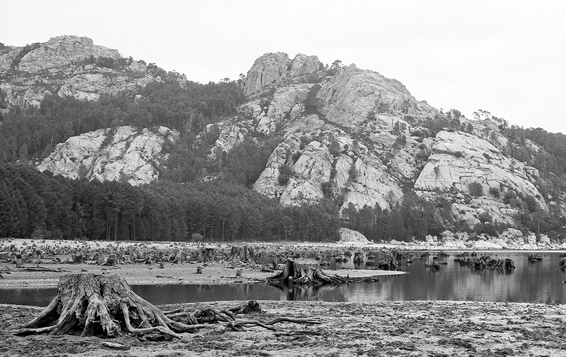 Foresta dell'Ospedale #3