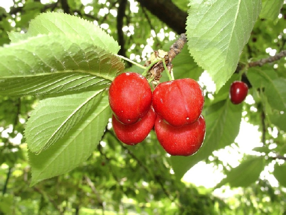 Natura