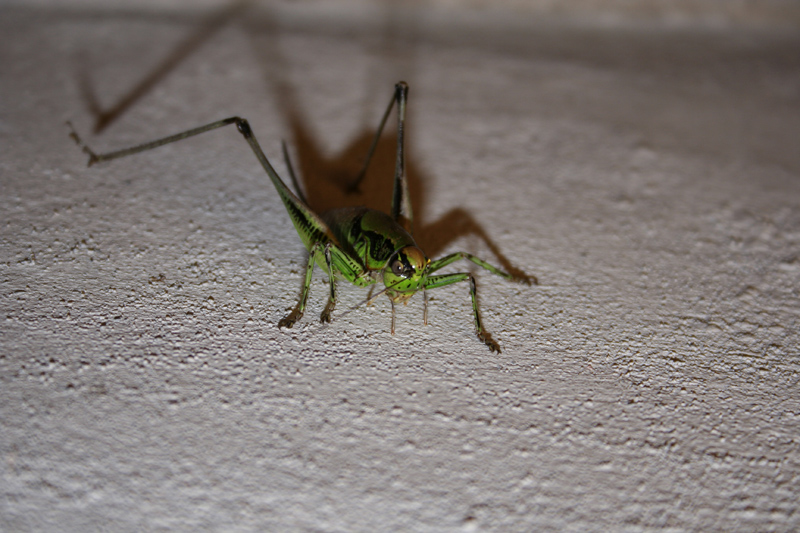 grillo