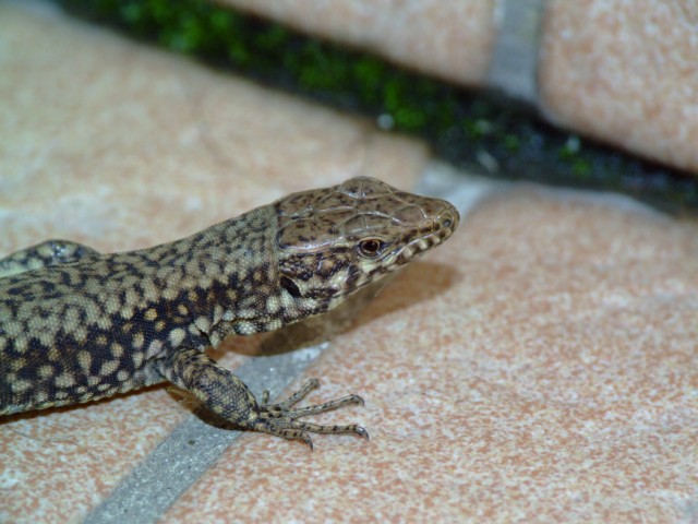 lucertola