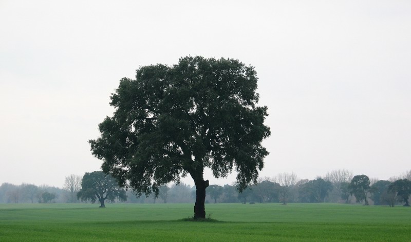 La Quercia