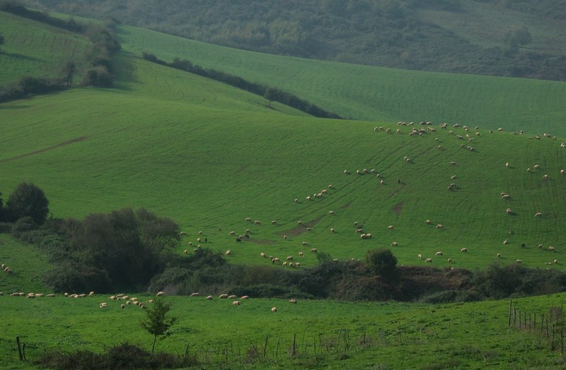 Colline