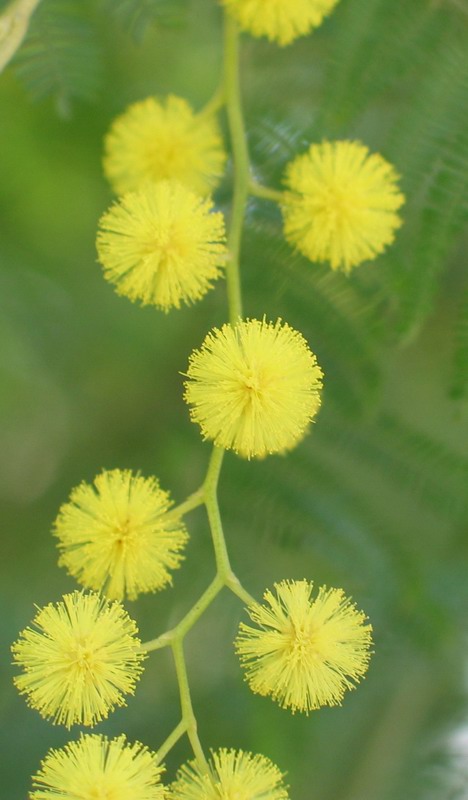 Mimosa
