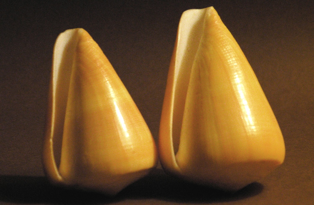 conchiglie
