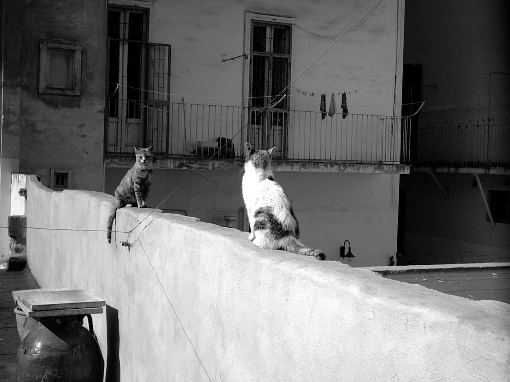 Gatti in Amore B_W