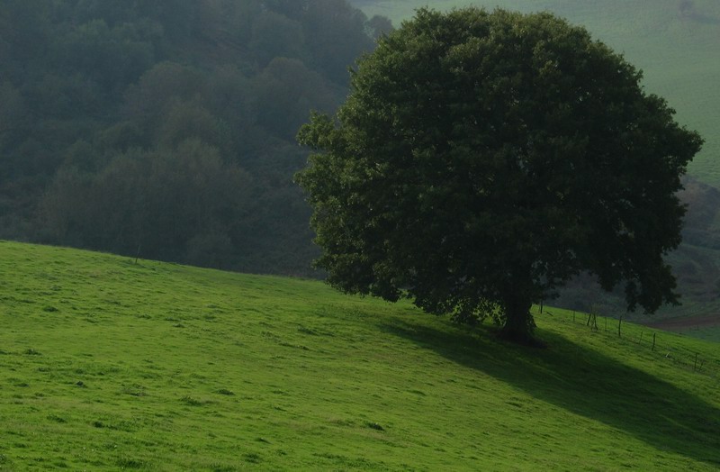Albero