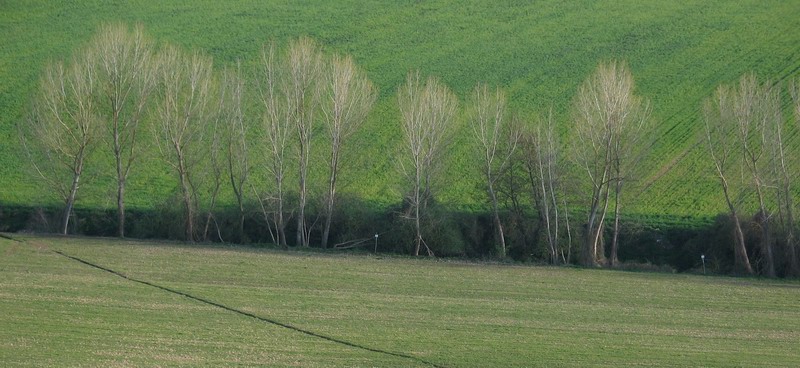 Alberi