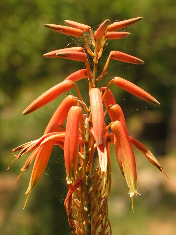 Fiore