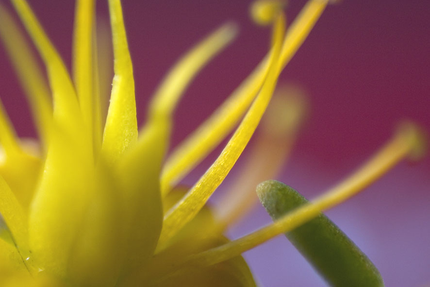 macro2