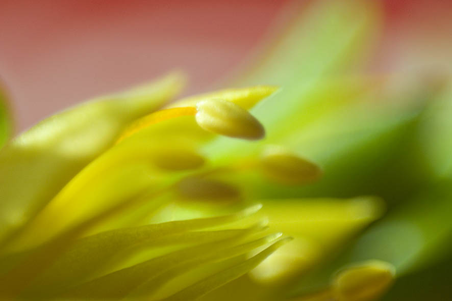 macro3