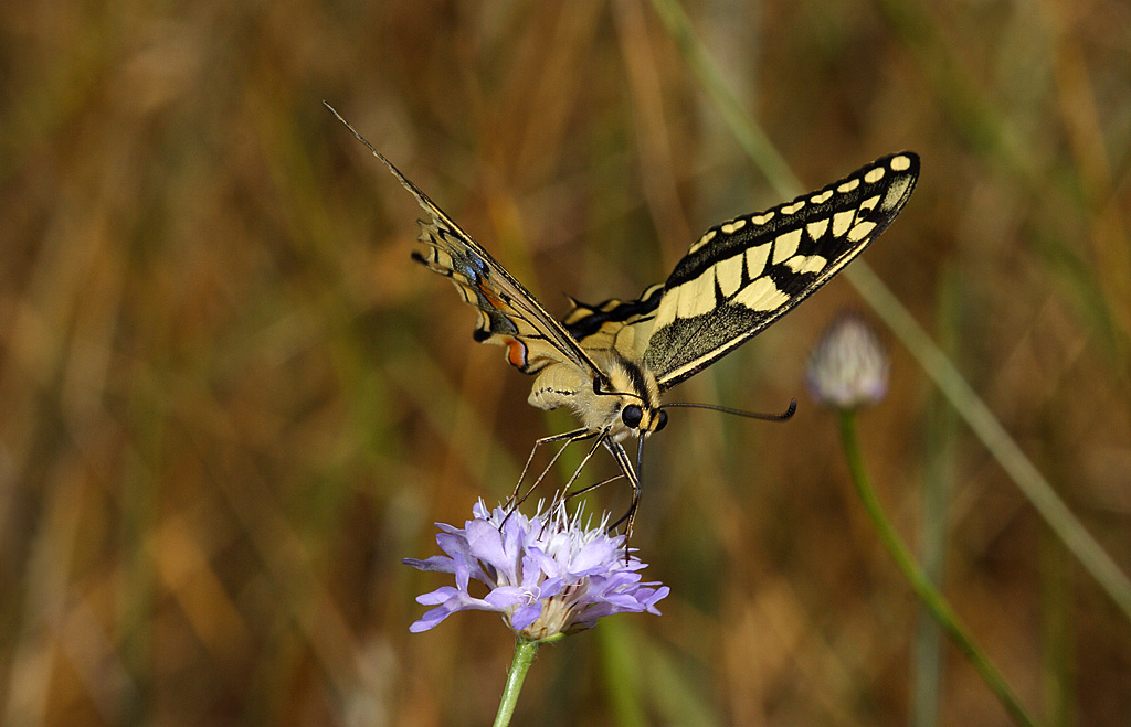 Papilio machaon