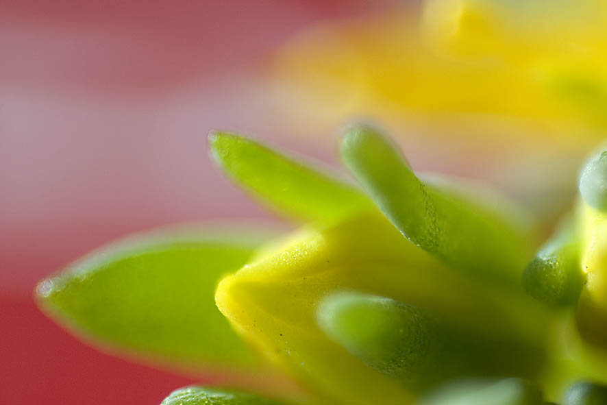 macro4