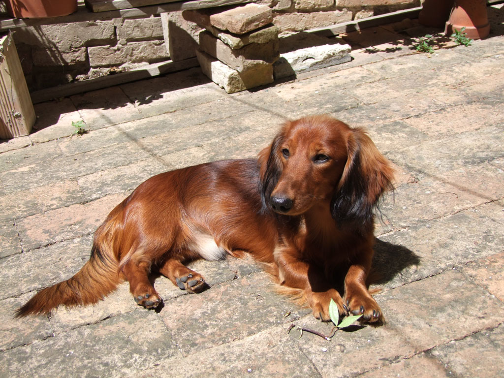 Otto