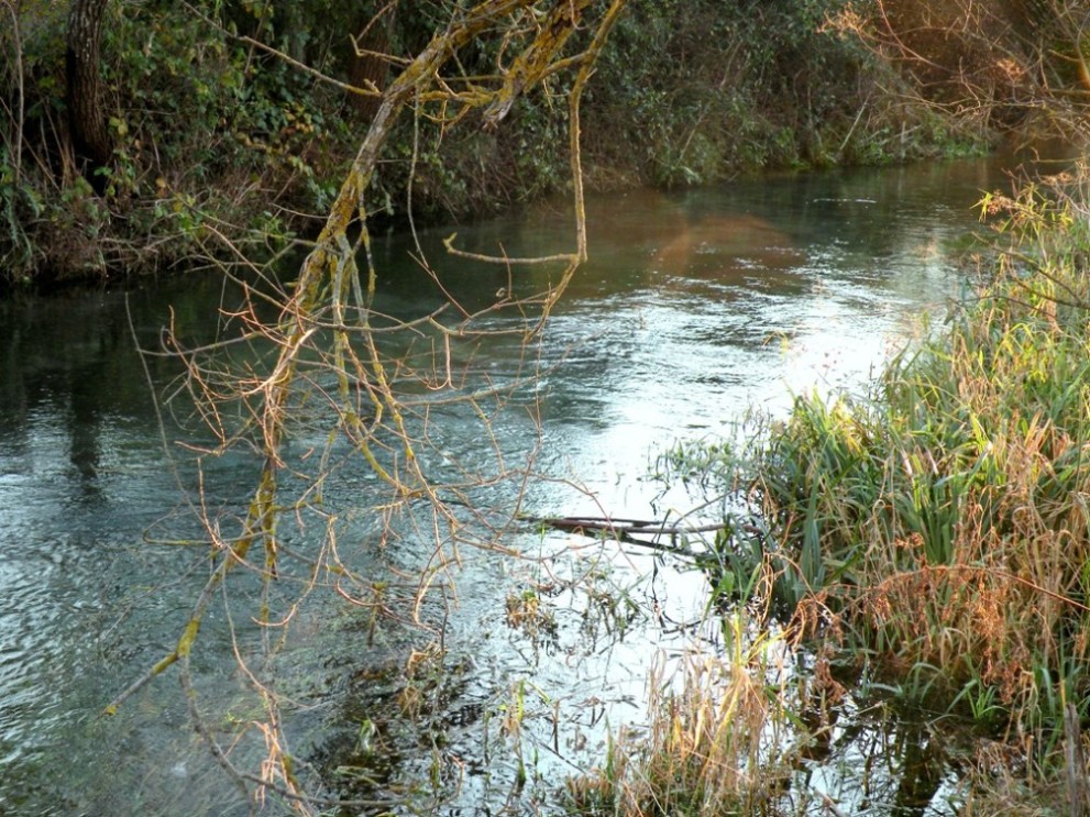 carpello