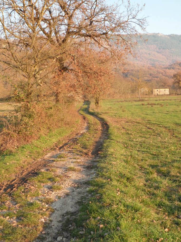 carpello 2