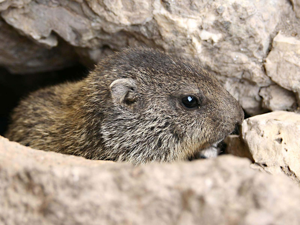 Marmotta baby