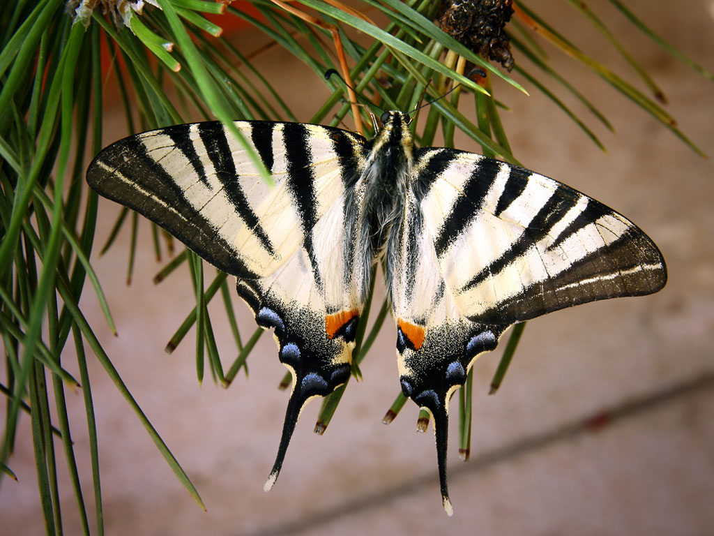 Farfalla (podalirio)
