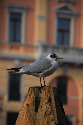 Gabbiano
