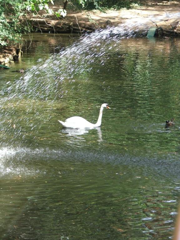 Il Cigno bianco
