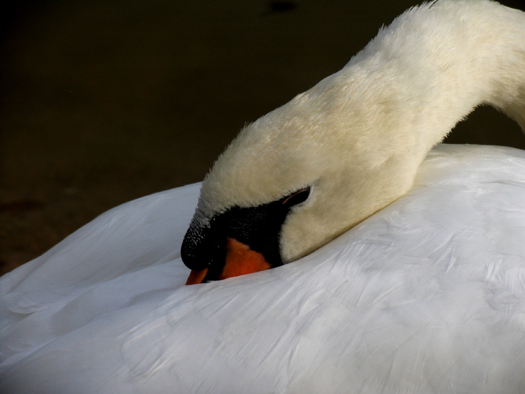 cigno a villa Serra