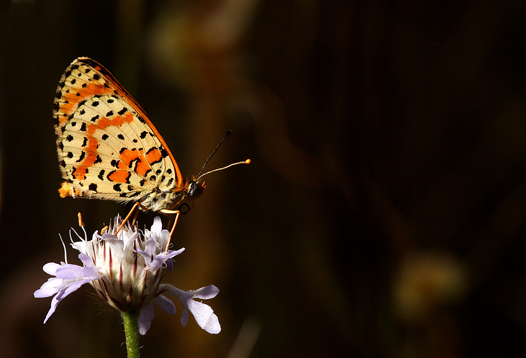 Melitaea... (Nymphalidae)