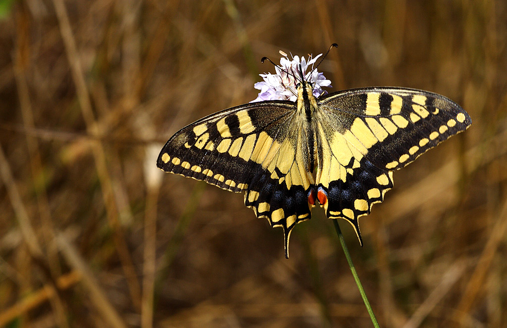 Papilio machaon1
