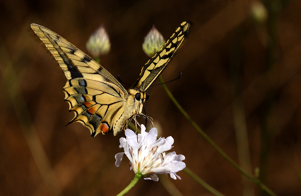 Papilio machaon5