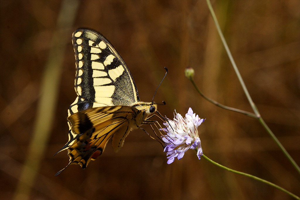 Papilio machaon6