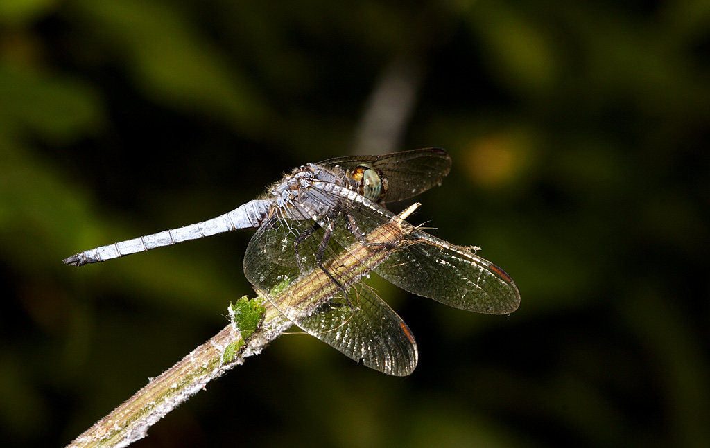 Orthetrum coerulescens