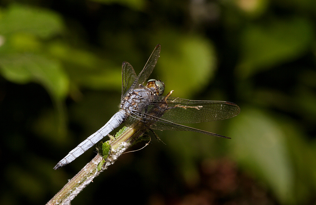 Orthetrum coerulescens1