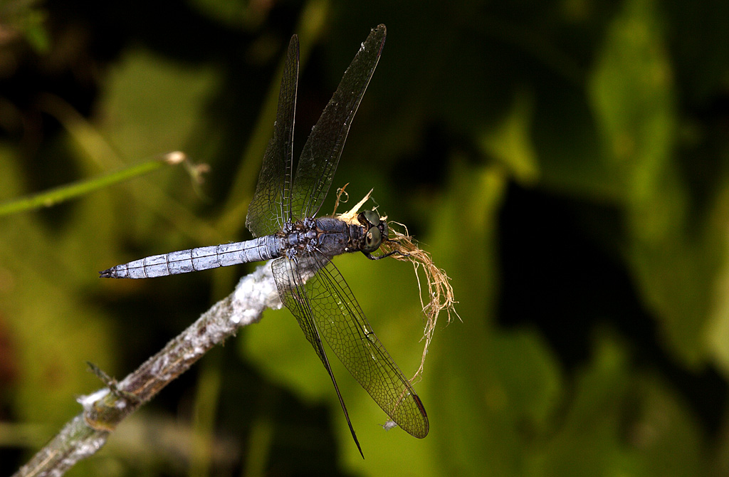Orthetrum coerulescens3
