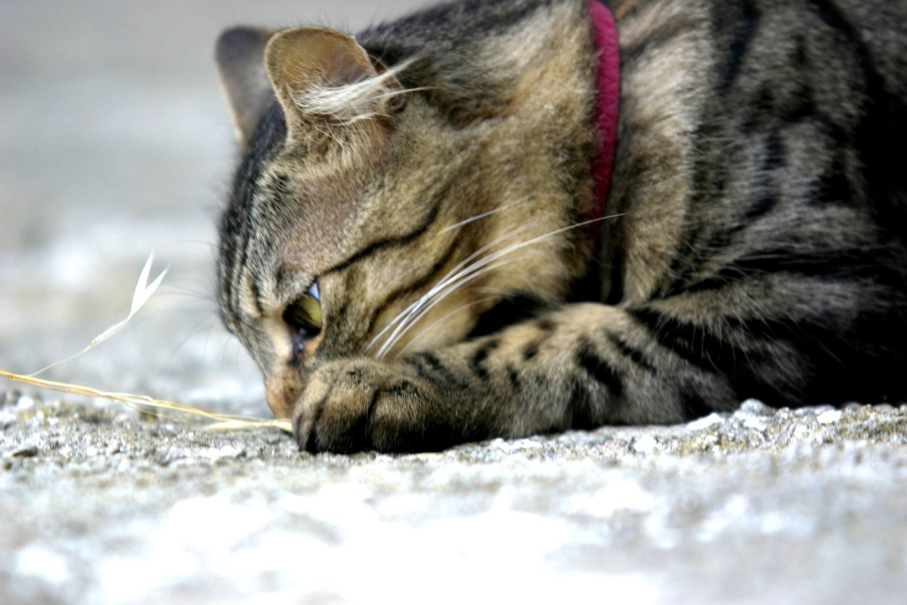 Gatto