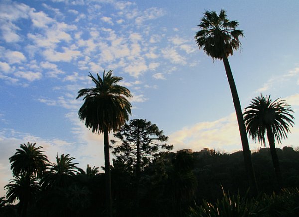 Palme...