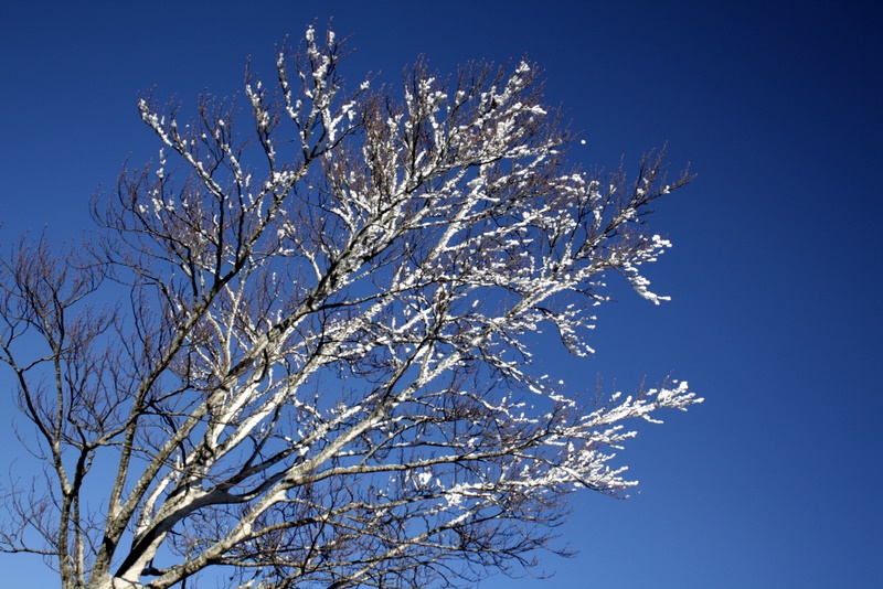 Iced tree