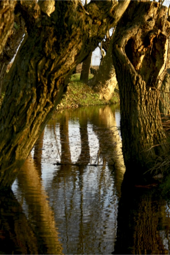 Gold Water