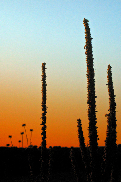 sunset on weeds