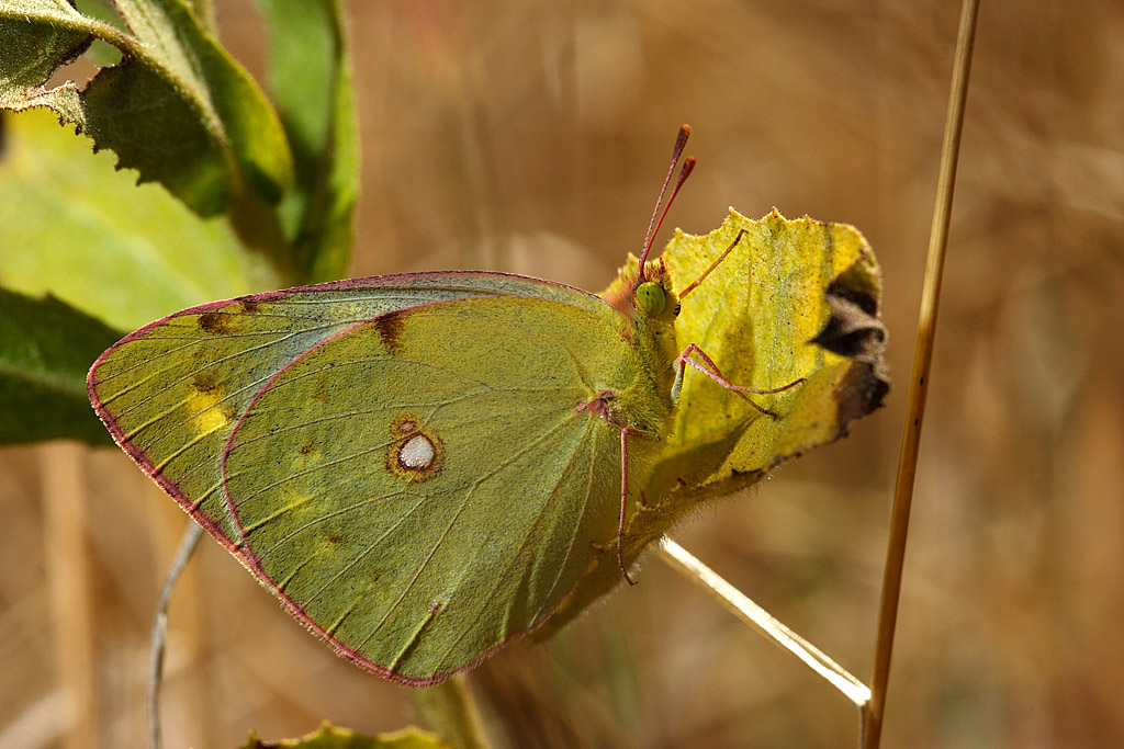 Colias alfacariensis